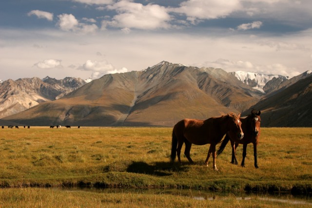 Wild horses on the Rangdum Plains, Ladakh.