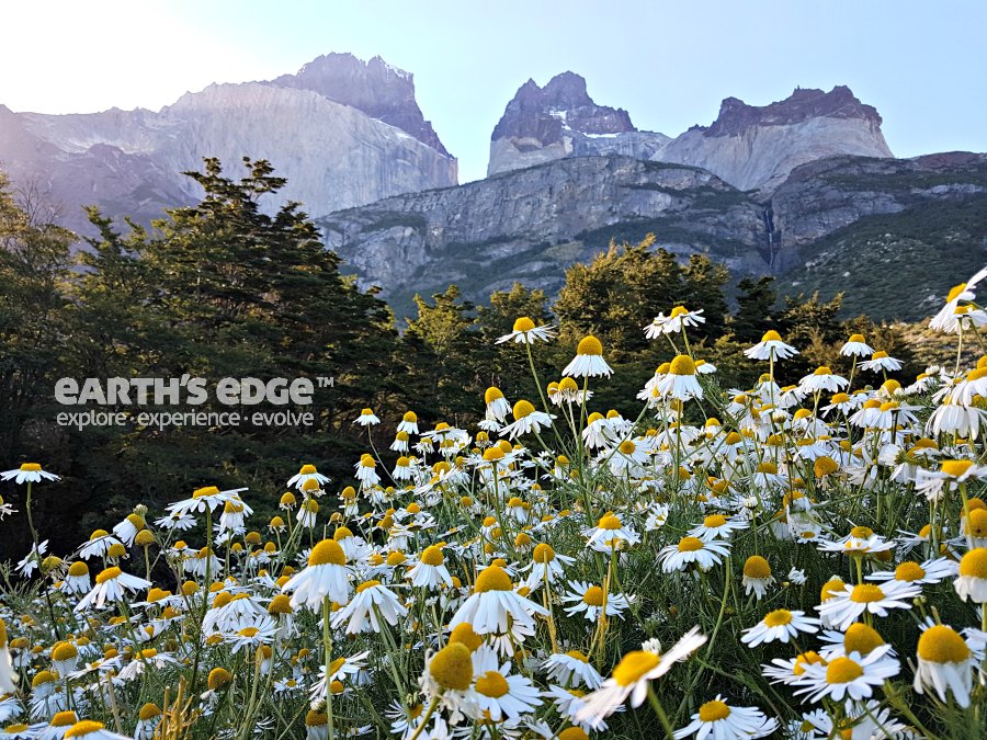 Patagonia - Daisies