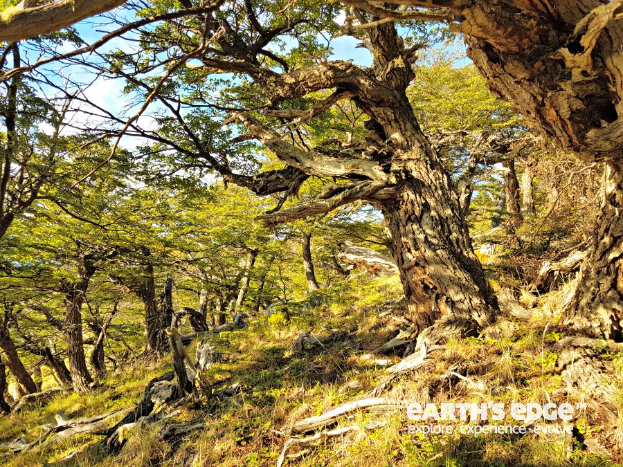 Patagonia - Lenga trees