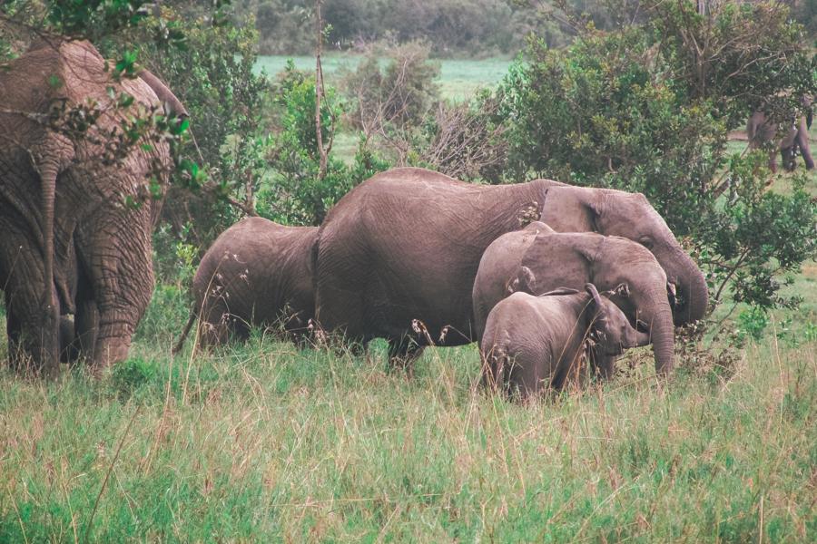 Safari on Kenya Tri-Adventure