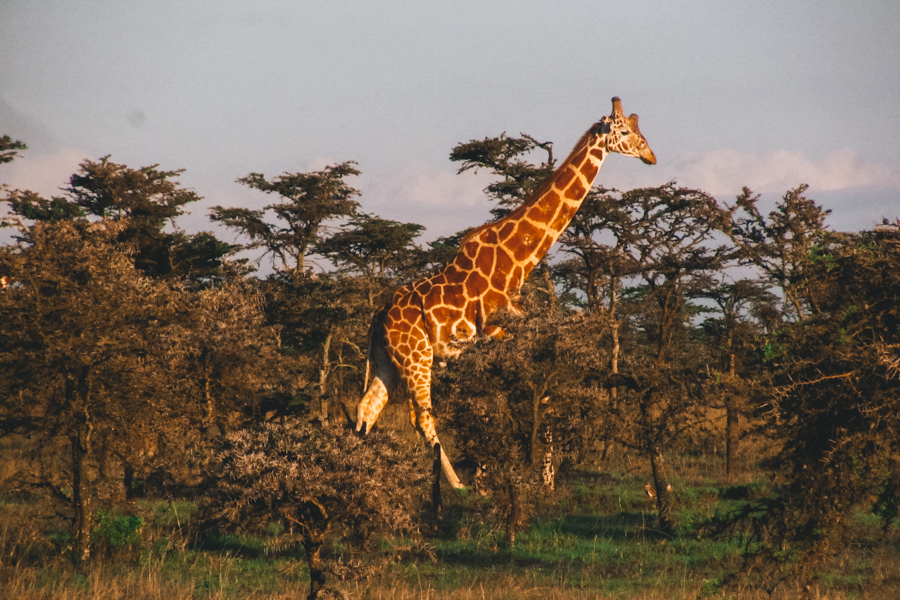 Kenya Giraffe