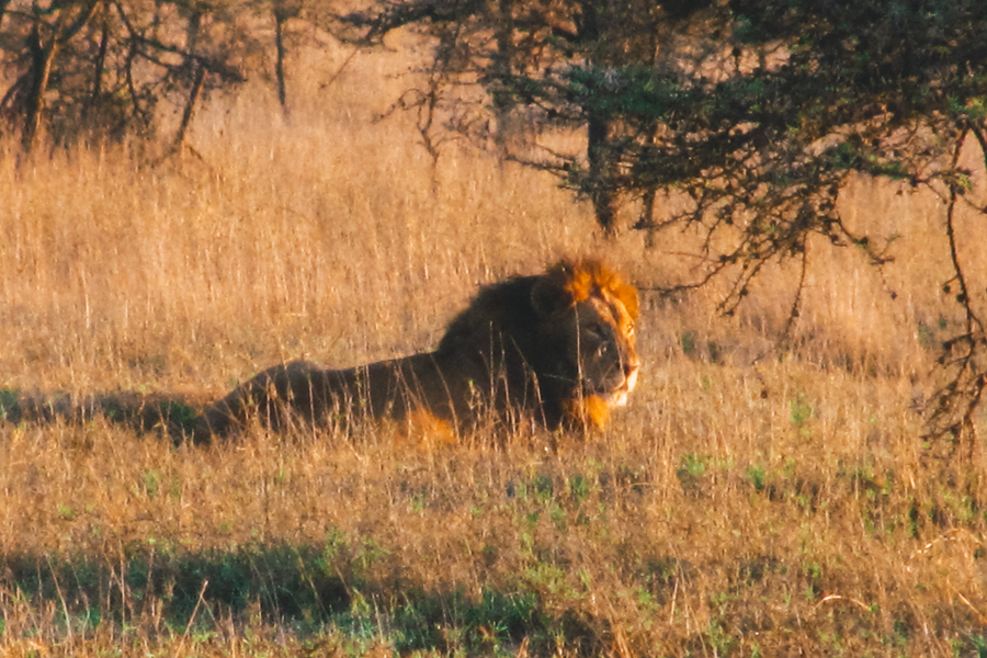 Kenya Lion