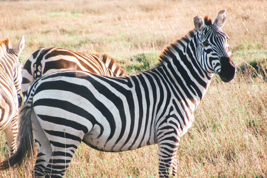 Kenya Zebra