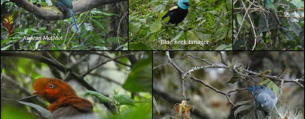 Flora and Fauna of Machu Picchu