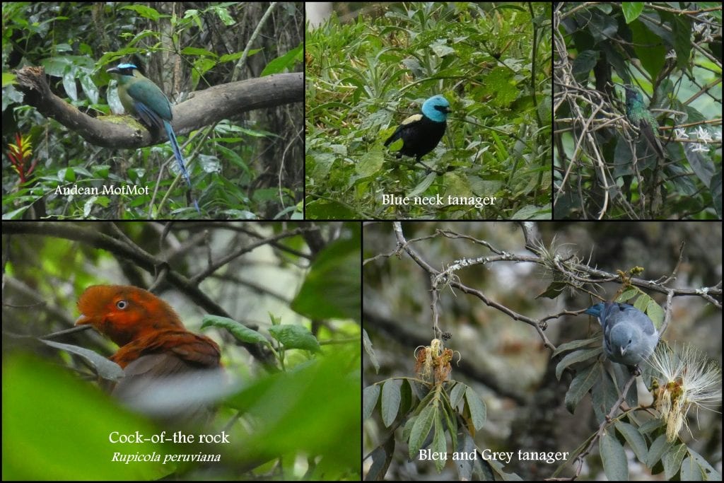 Flora and Fauna of Machu Picchu