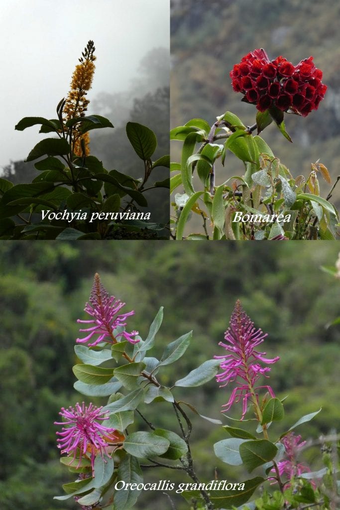 Machu Picchu Flora