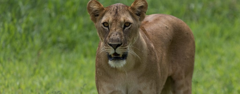 Lion Kilimanjaro safari