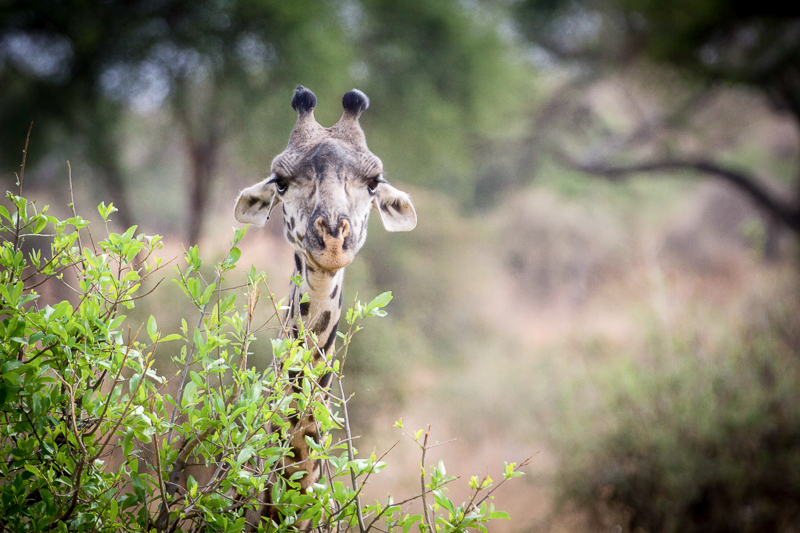Giraffe expedition photography