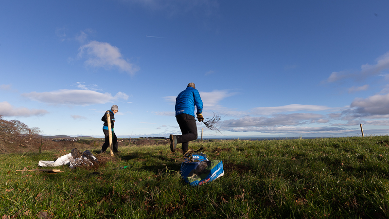 tree planting Ireland