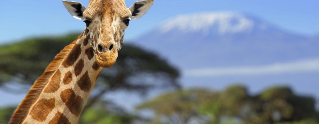 Giraffe in front of Kilimanjaro, Earth's Edge safari expedition