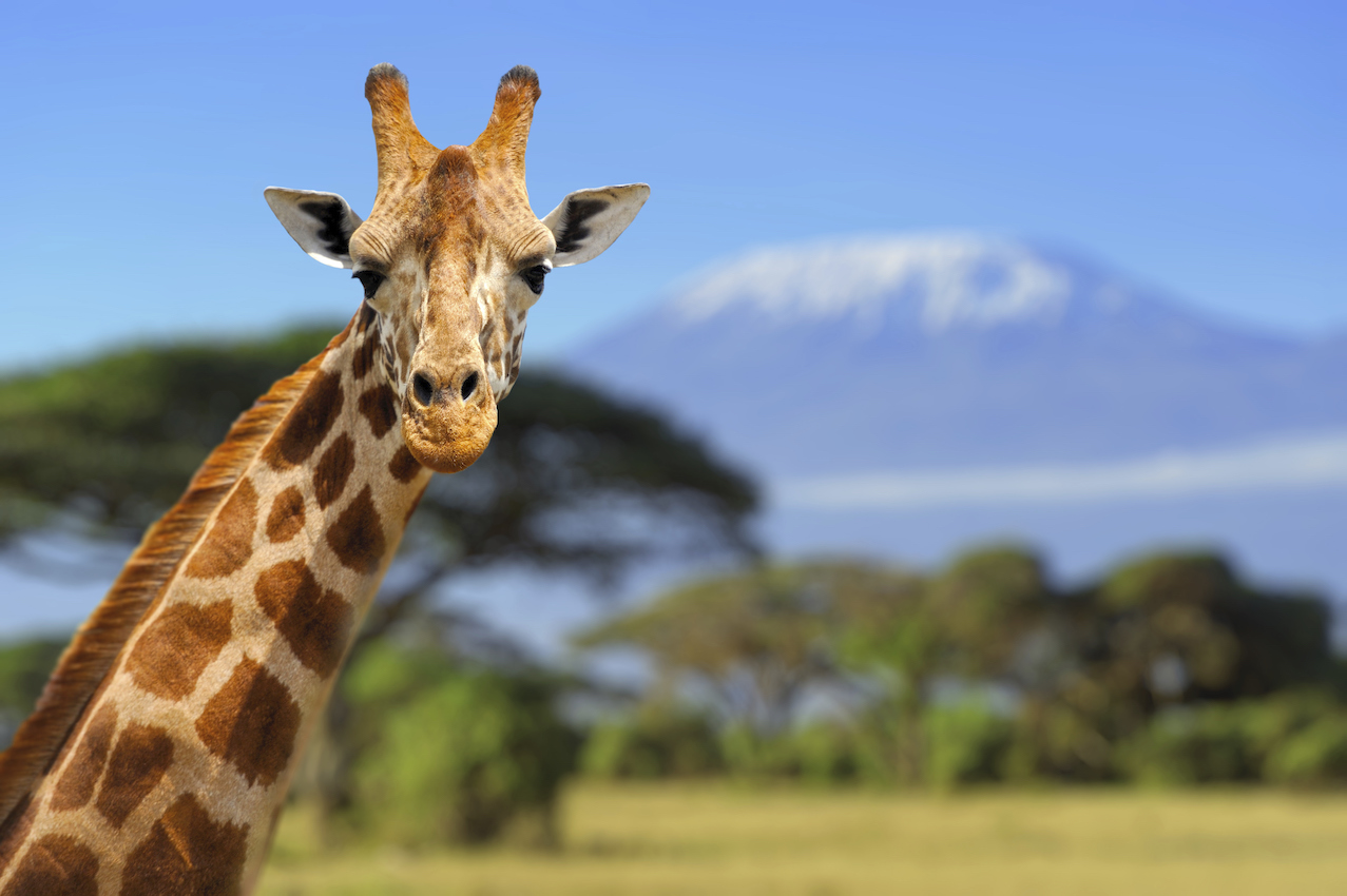 Giraffe in front of Kilimanjaro, Earth's Edge safari expedition